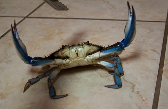 crab-p1hqbe7