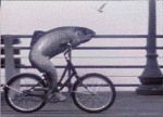 fish_rides_a_bicycle